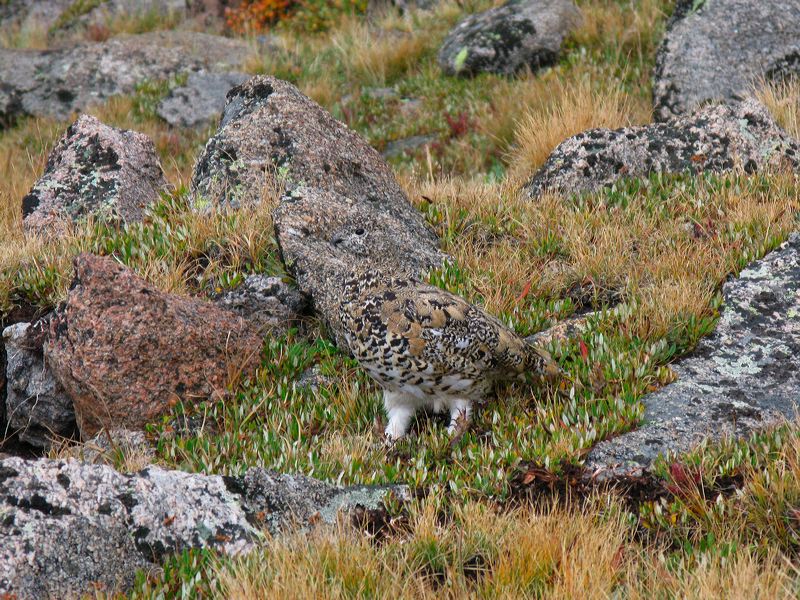 Ptarmigan Camouflage 